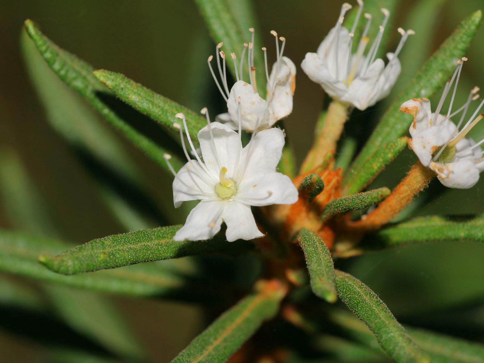 Ledum Esthers Homeopathy Clinic